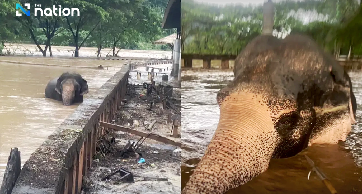 Penyelamatan Tragis 7 Gajah dari Banjir Besar di Chiang Mai Thailand